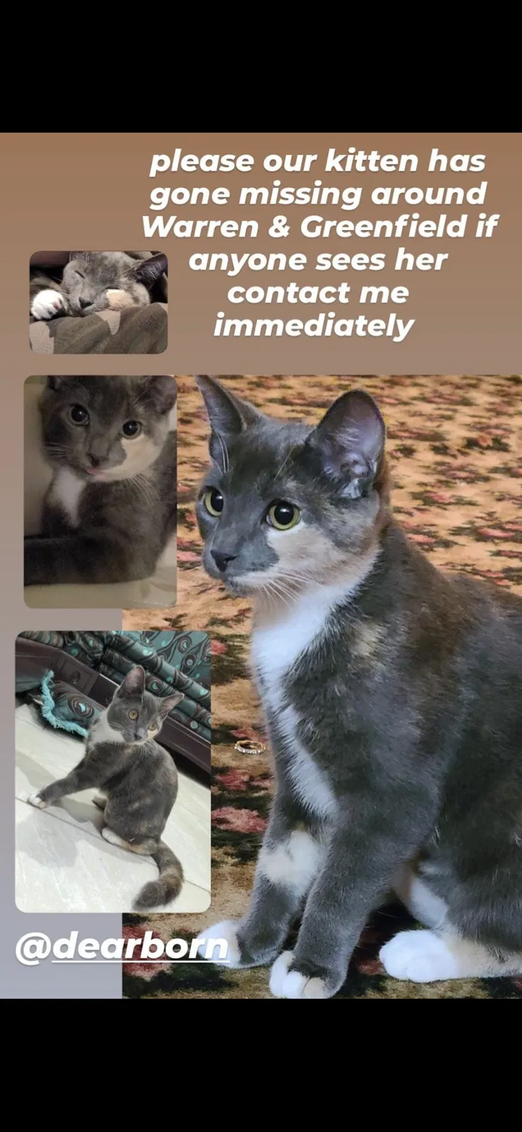 Lost cat in Dearborn, MI, 48126