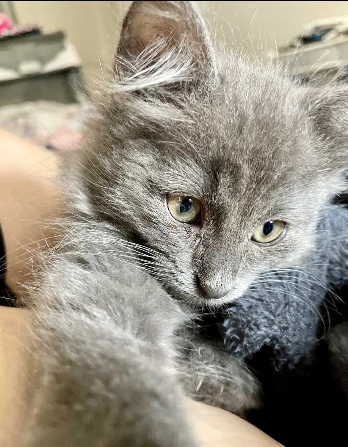Lost cat in Littleton, CO, 80126