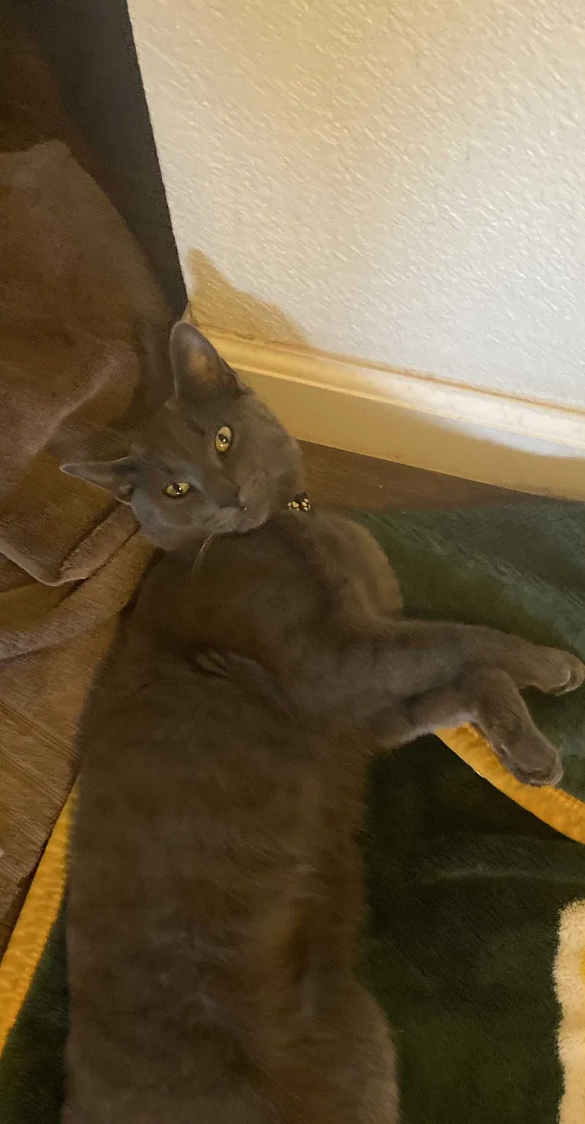 Lost cat in Scottsdale, AZ, 85254