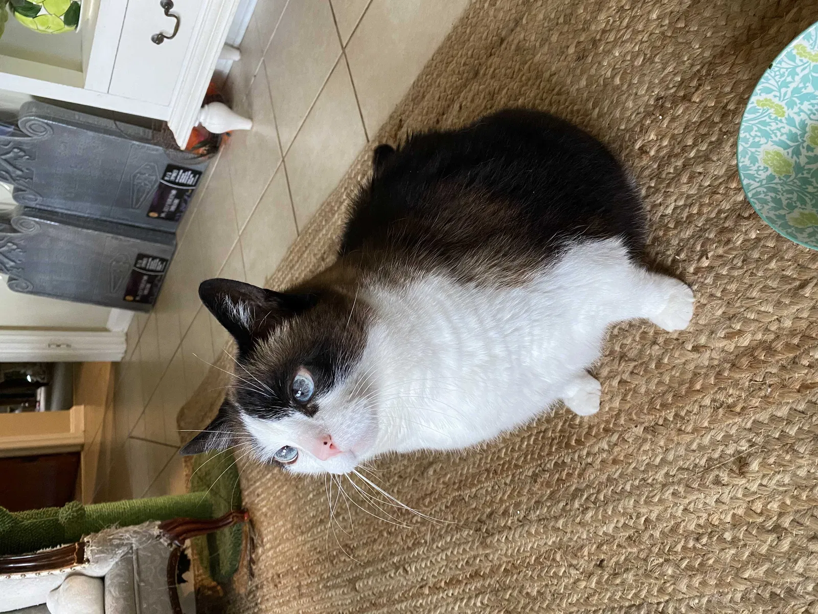 Lost cat in Decatur, GA, 30033