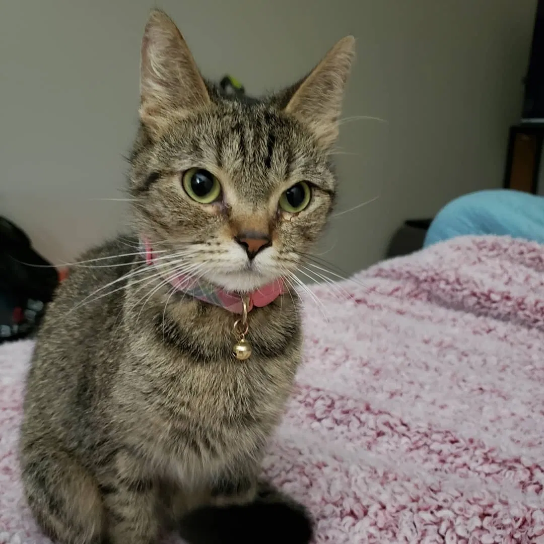 Lost cat in Bessemer, AL, 35022