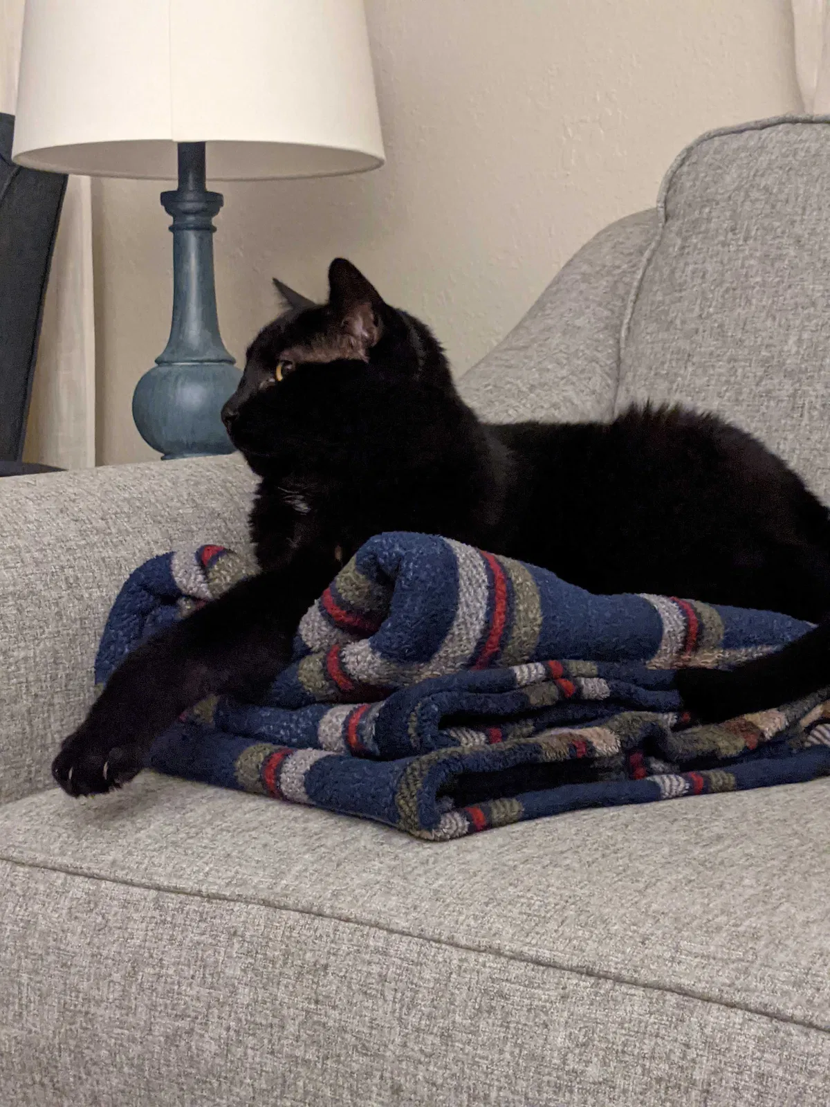 Lost cat in Bowling Green, OH, 43402