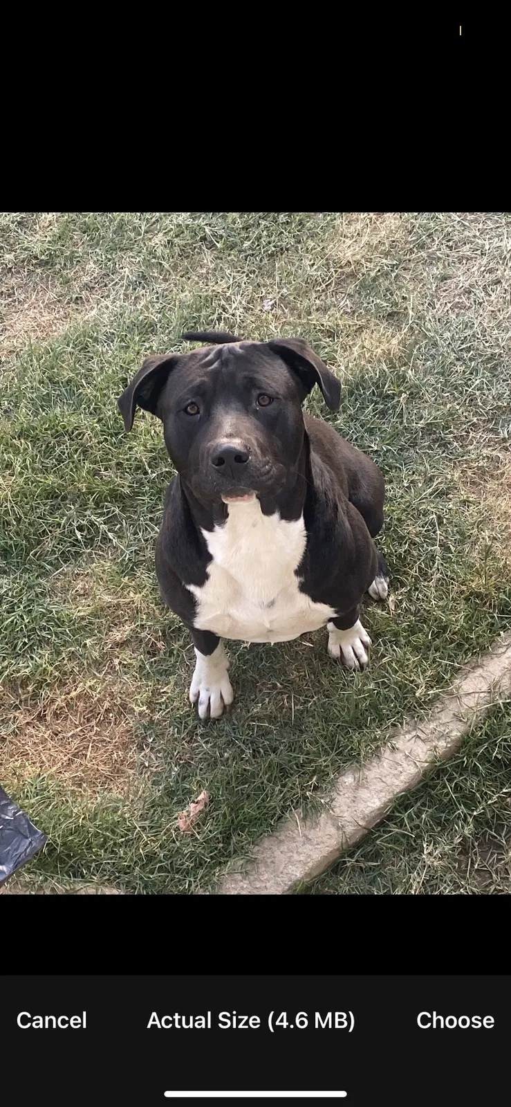 Lost dog in Bakersfield, CA, 93305