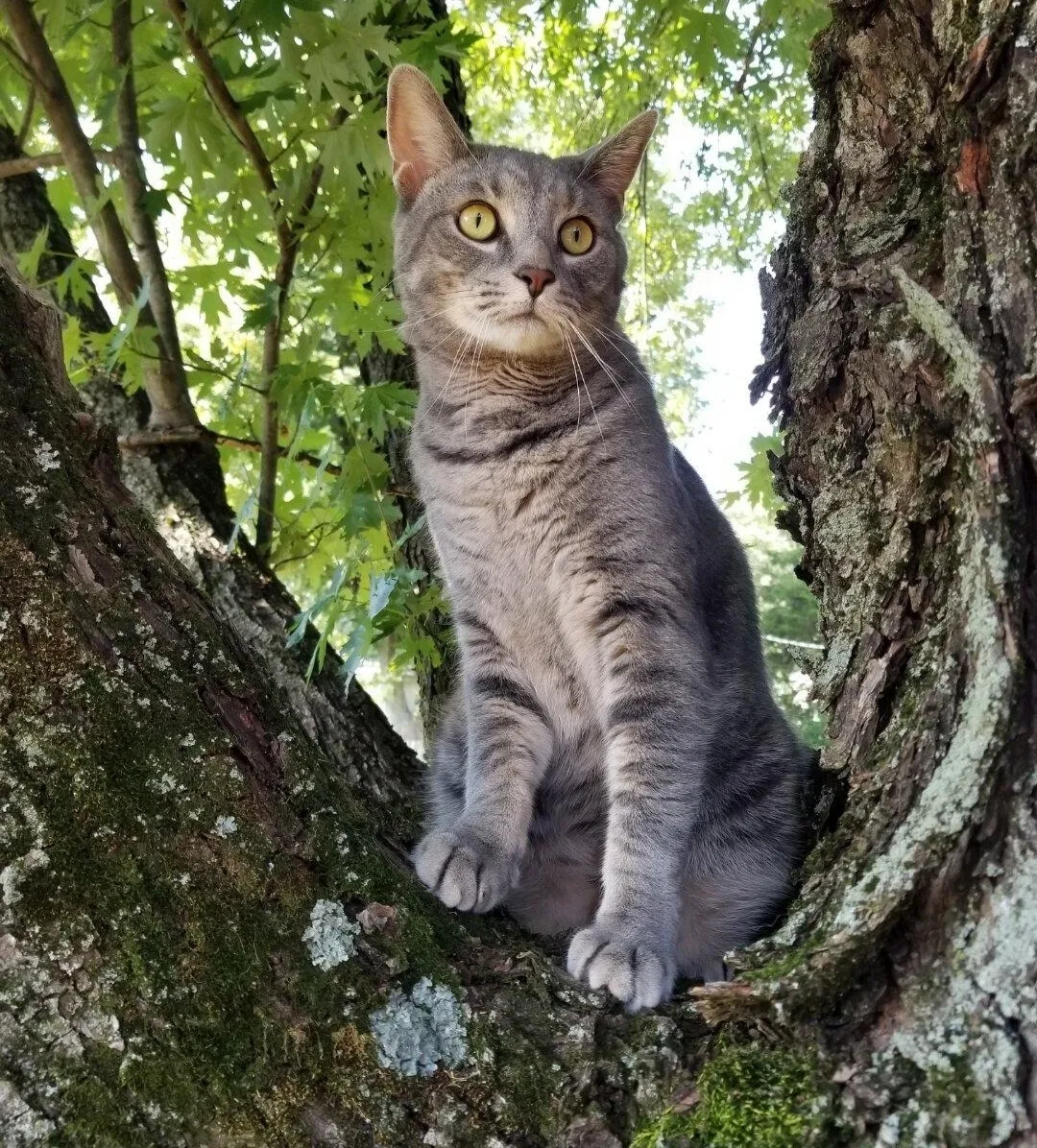 Lost cat in Martinsville, IN, 46151