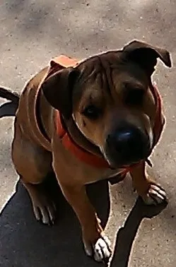 Lost dog in Galt, CA, 95632
