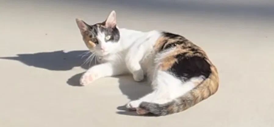Lost cat in San Bernardino, CA, 92407