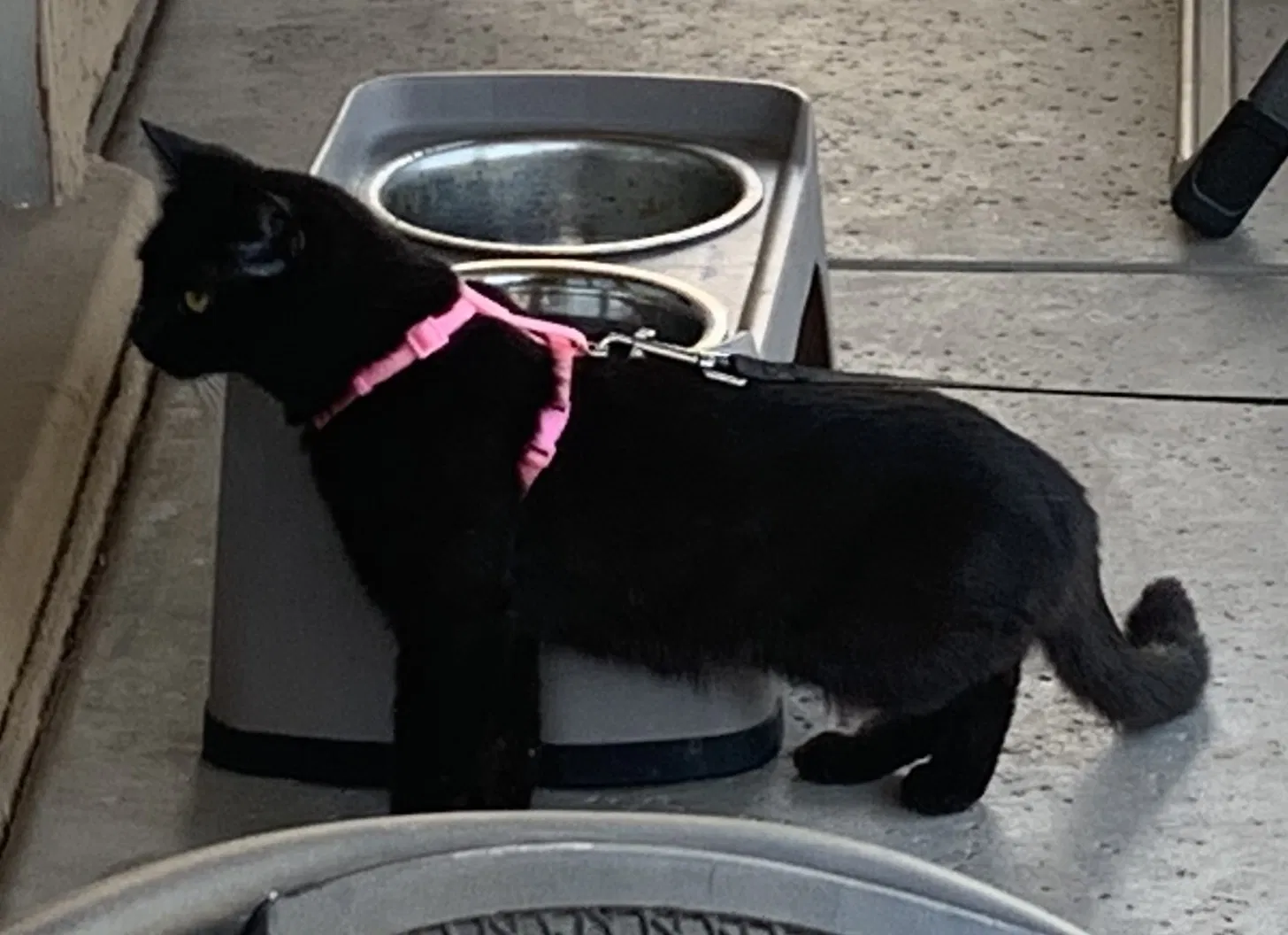 Lost cat in Scottsdale, AZ, 85255