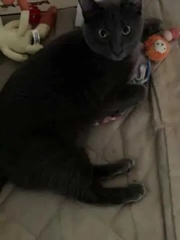 Lost cat in Saugus, MA, 1906