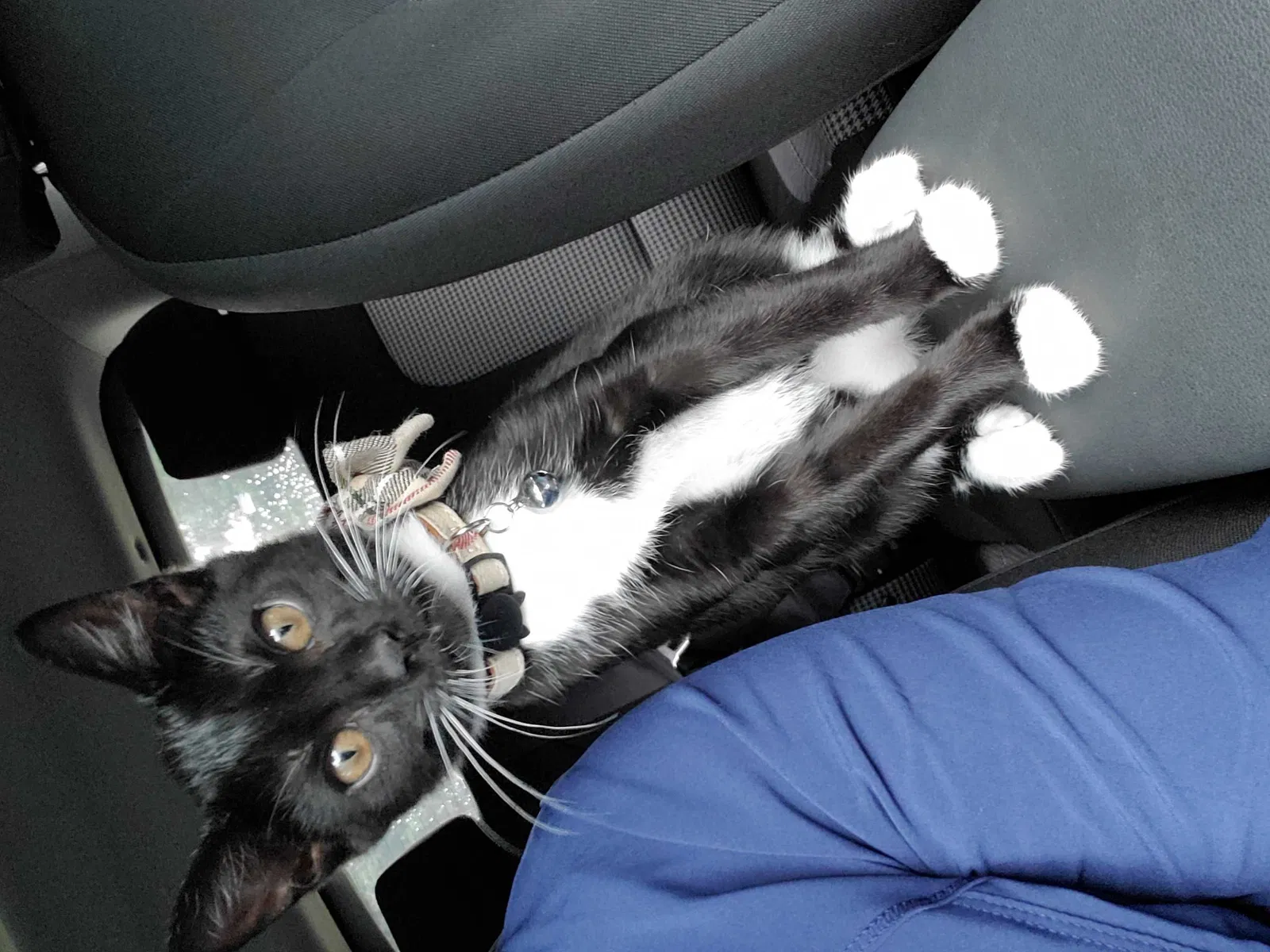 Lost cat in Polk City, FL, 33868