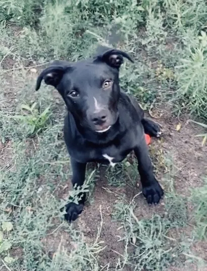 Lost dog in Colorado Springs, CO, 80911