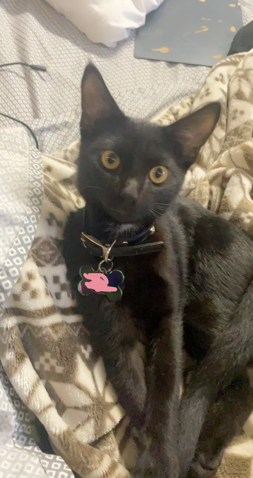 Lost cat in Escondido, CA, 92027