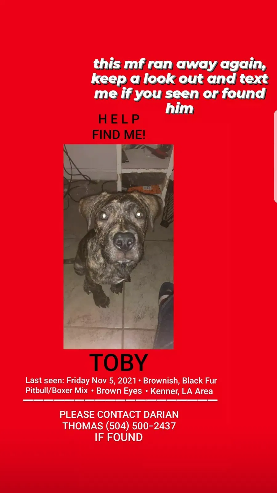 Lost dog in Kenner, LA, 70065