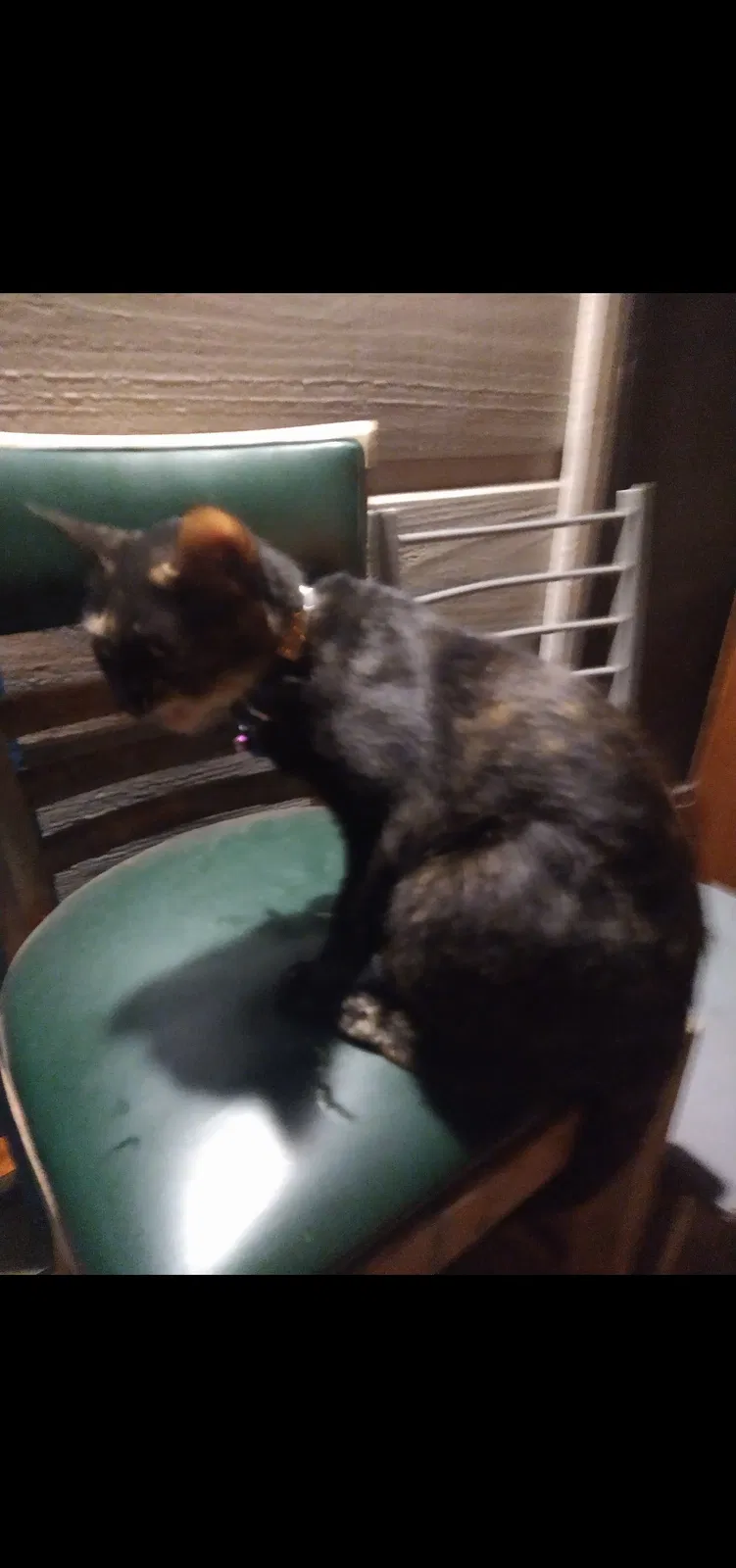 Lost cat in Austin, TX, 78758