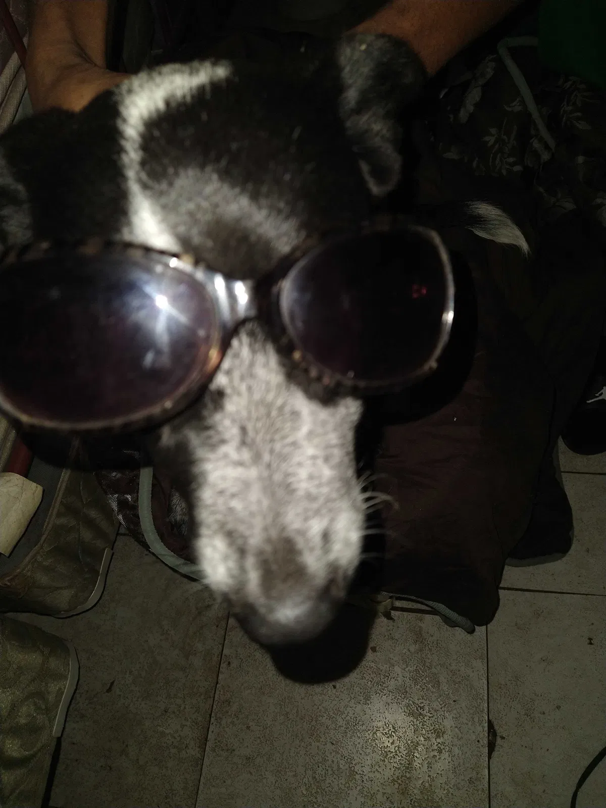 Lost dog in Huntsville, AL, 35810