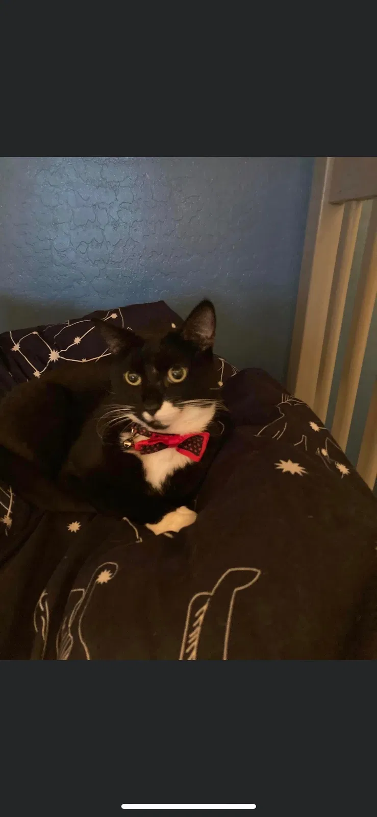 Lost cat in Peoria, AZ, 85382