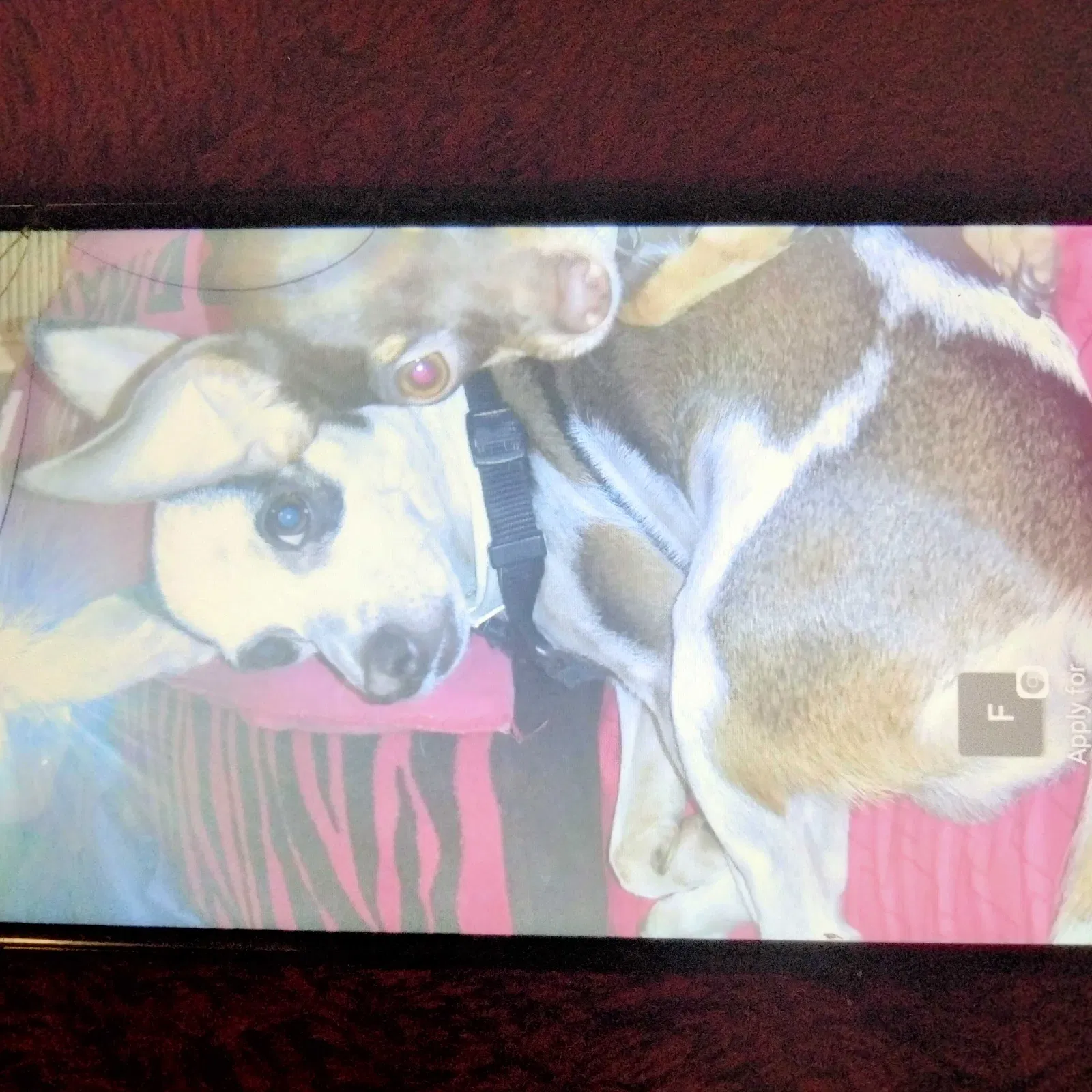 Lost dog in Phoenix, AZ, 85044