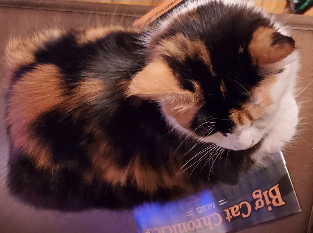 Lost cat in Norfolk, VA, 23502