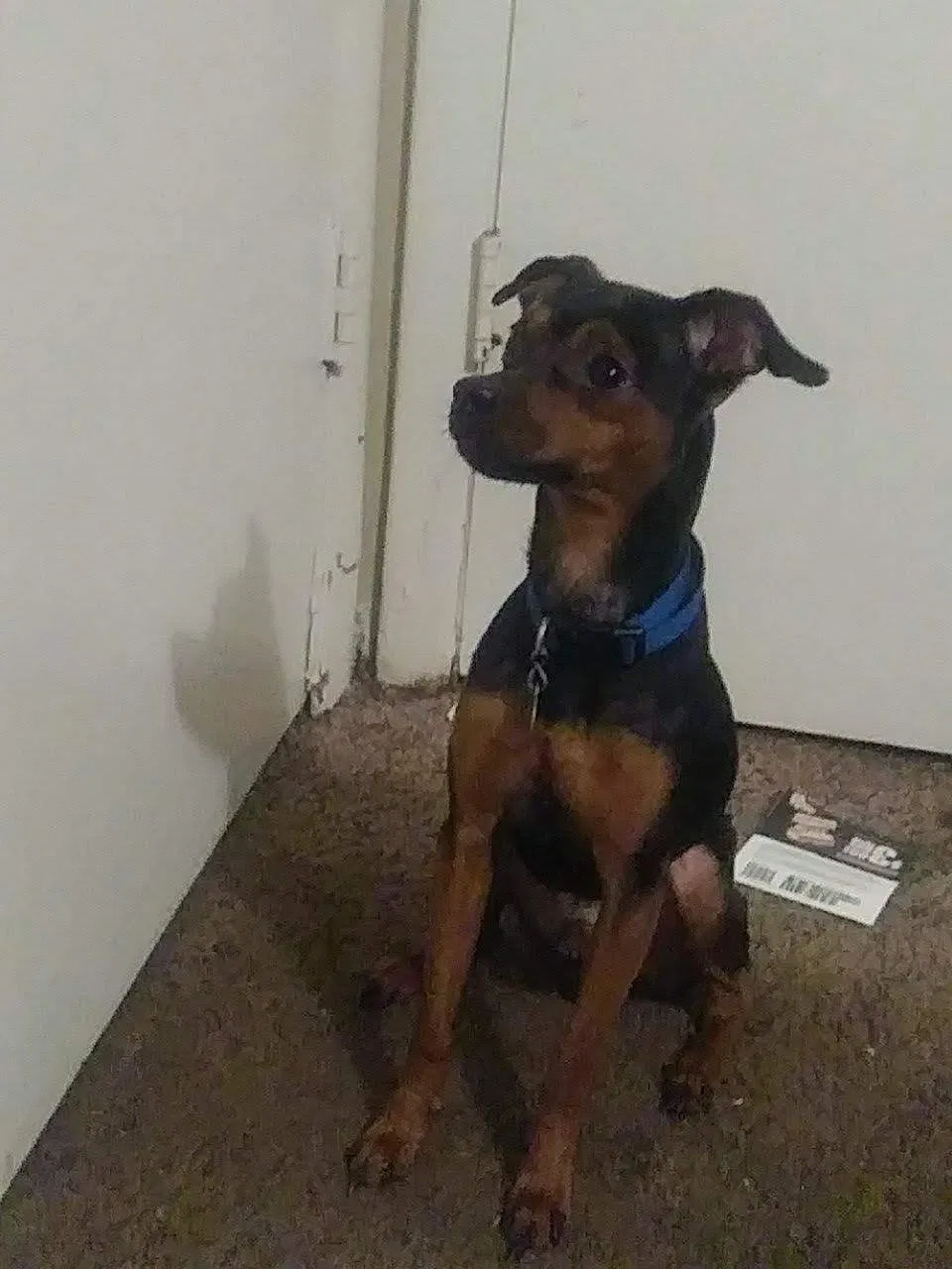 Lost dog in Aurora, CO, 80014