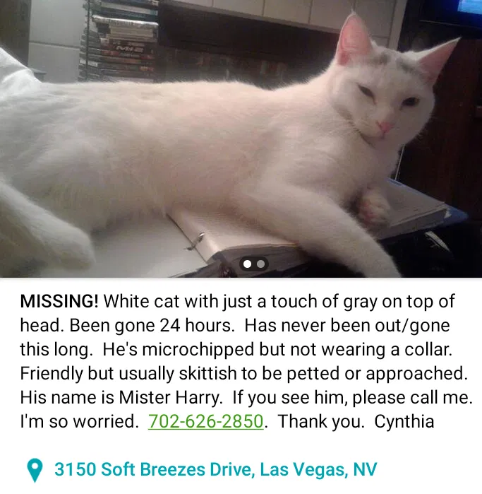 Lost cat in Las Vegas, NV, 89128