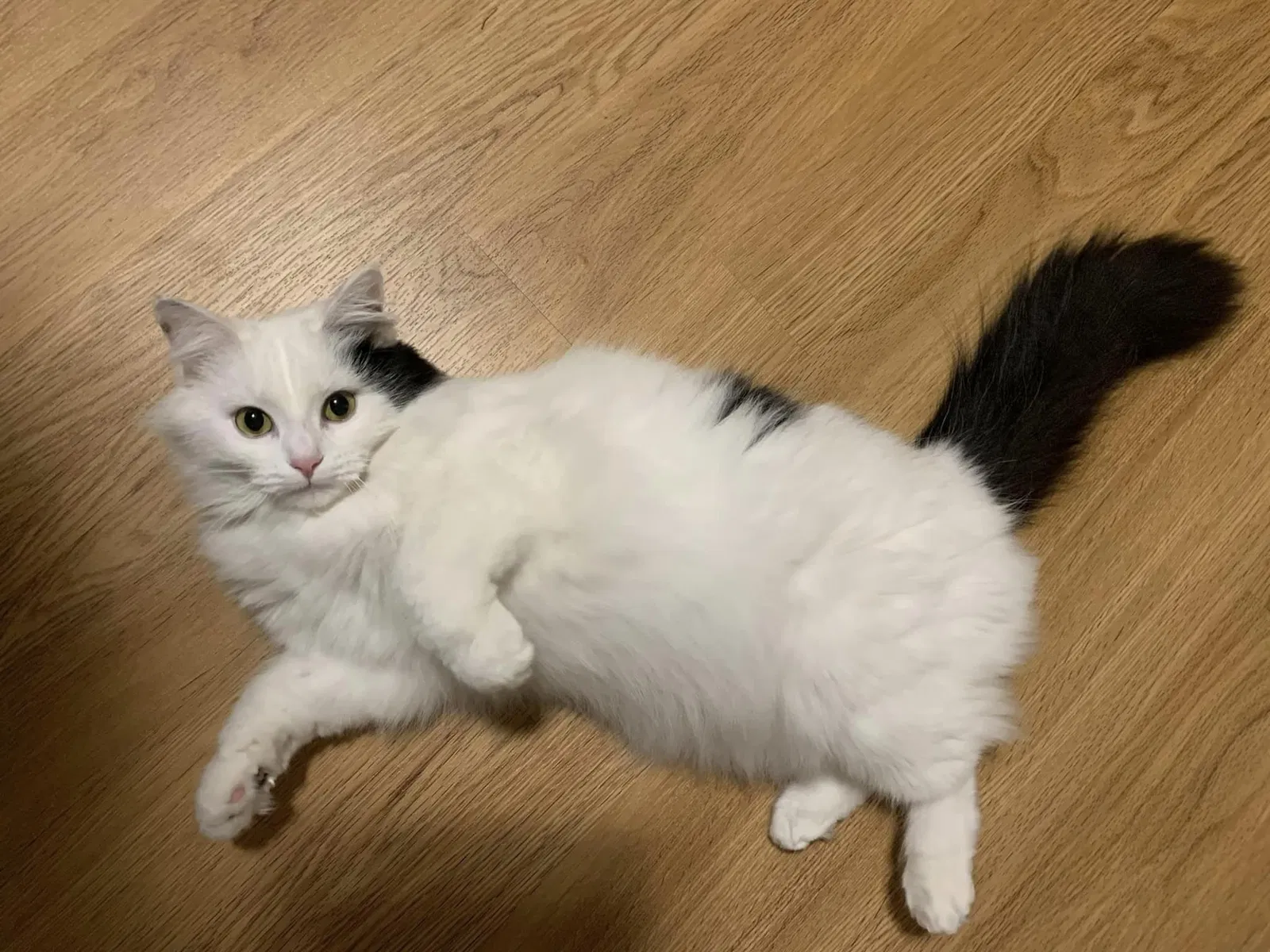 Lost cat in Bluffton, IN, 46714