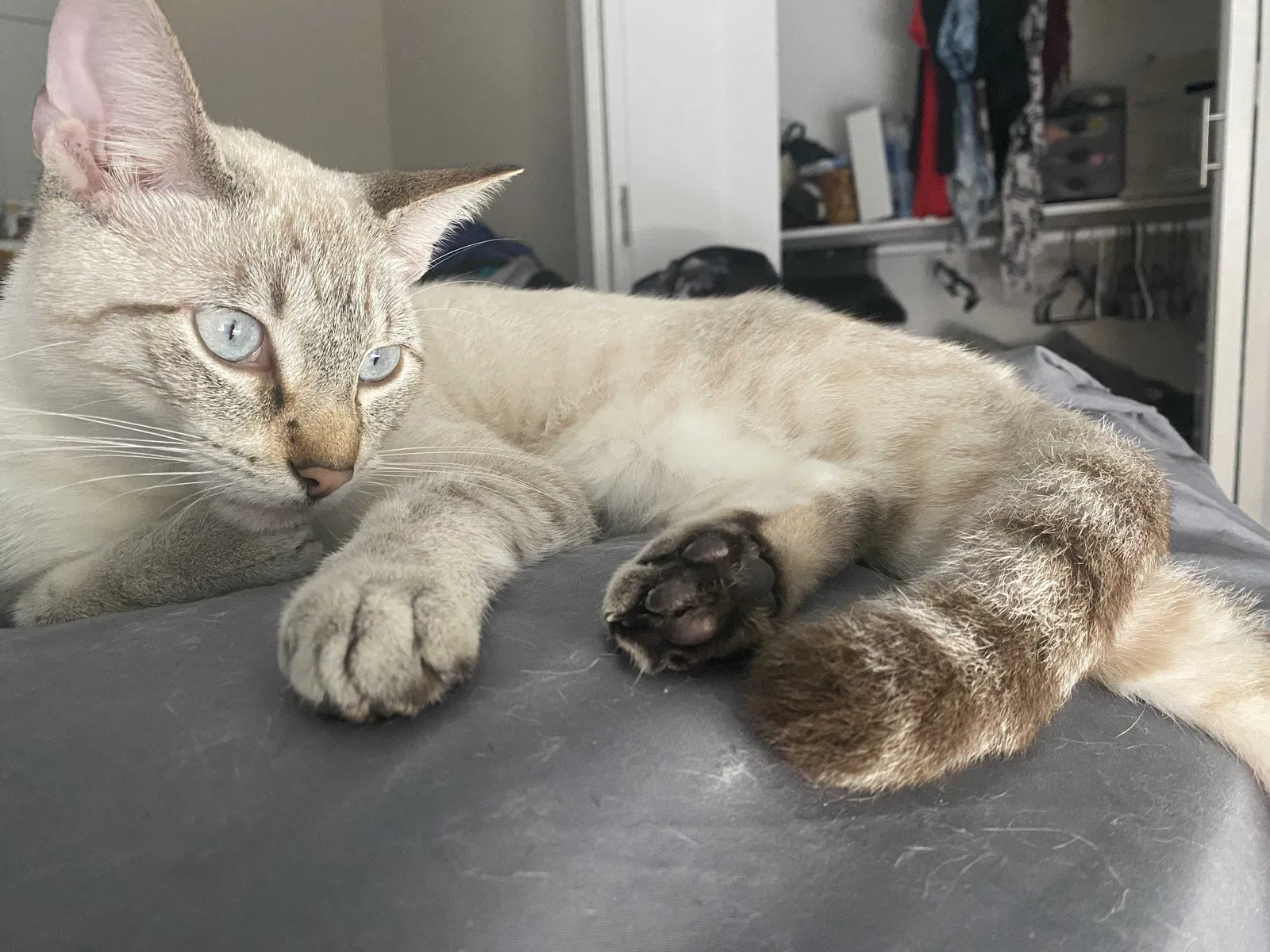 Lost cat in Longwood, FL, 32750