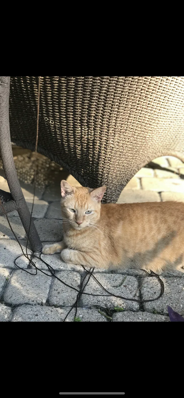Lost cat in Houston, TX, 77070