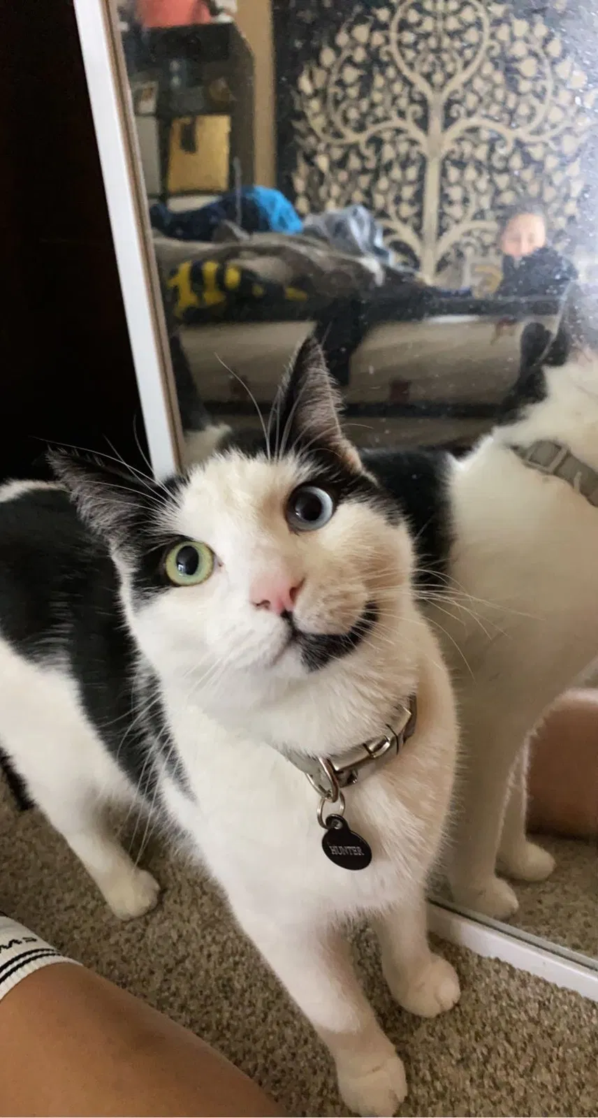 Lost cat in Salem, OR, 97317