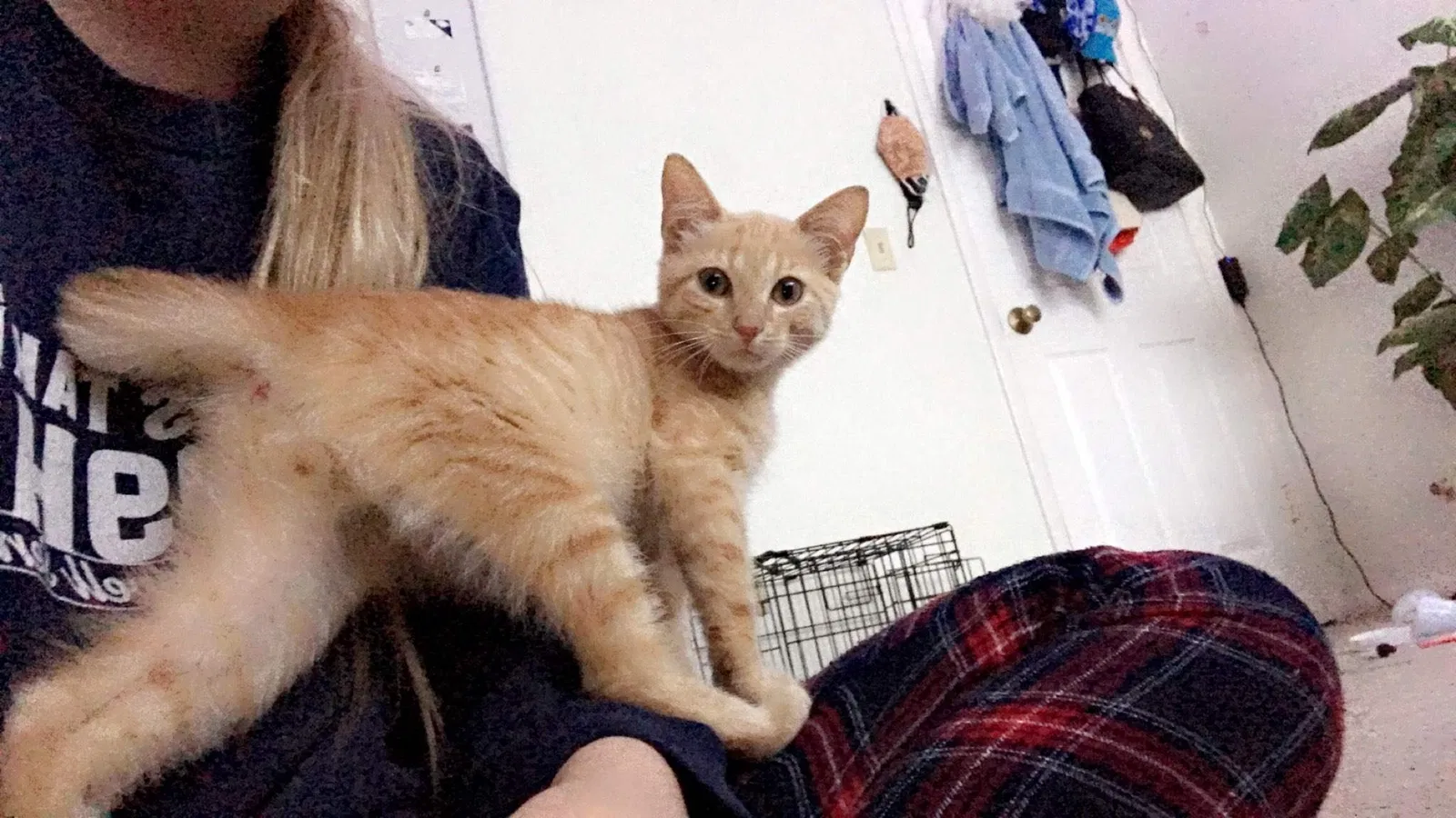 Lost cat in Casselberry, FL, 32730