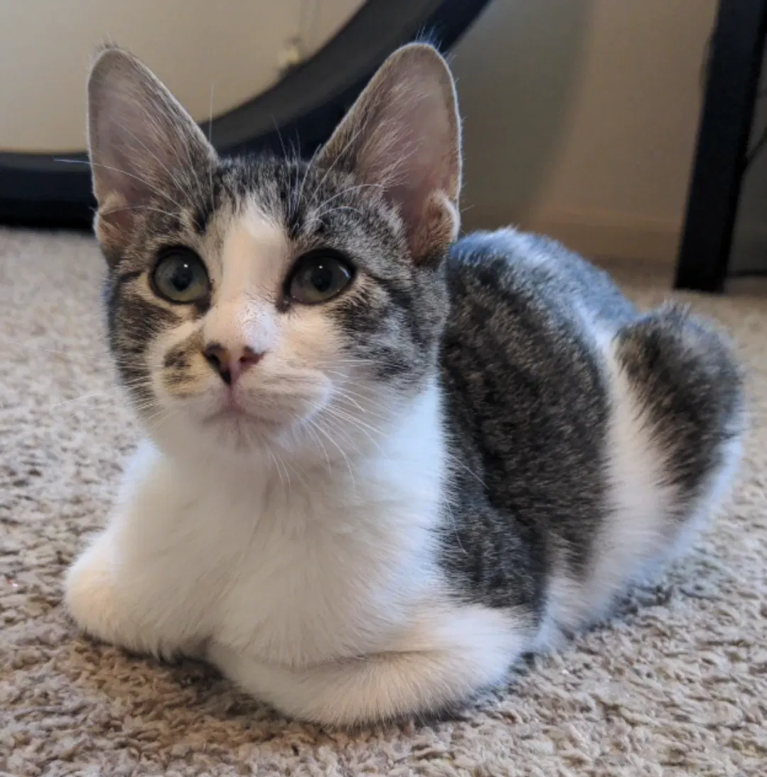 Lost cat in San Antonio, TX, 78240