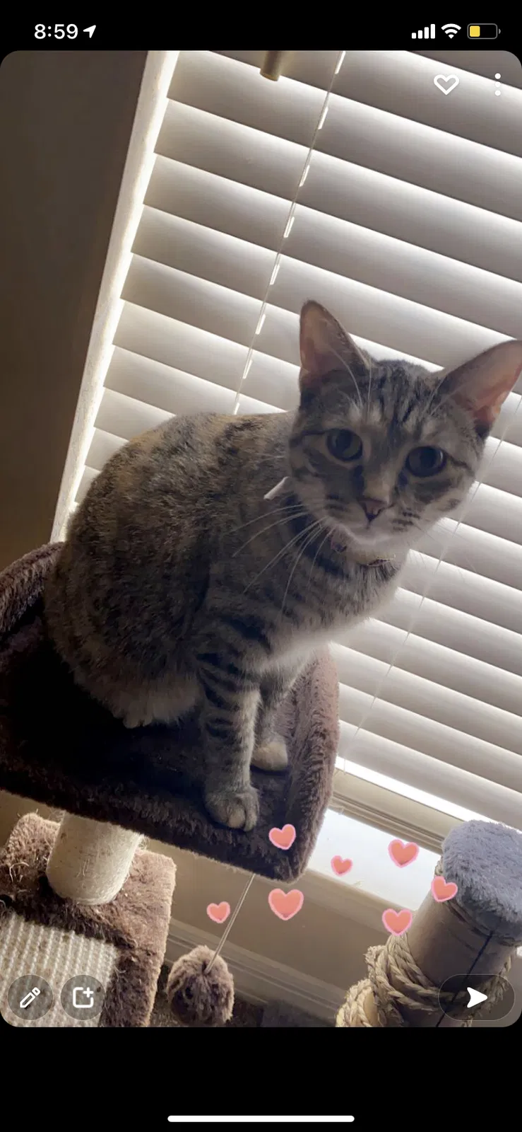 Lost cat in Tampa, FL, 33624