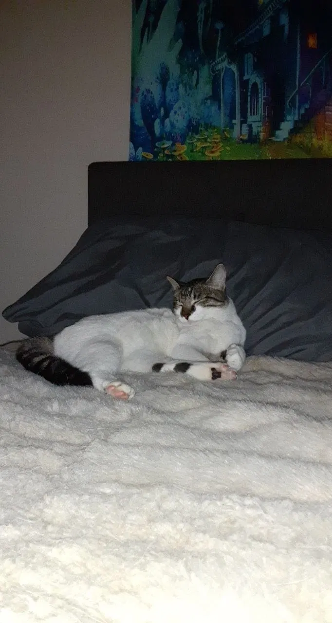 Lost cat in Dallas, TX, 75287