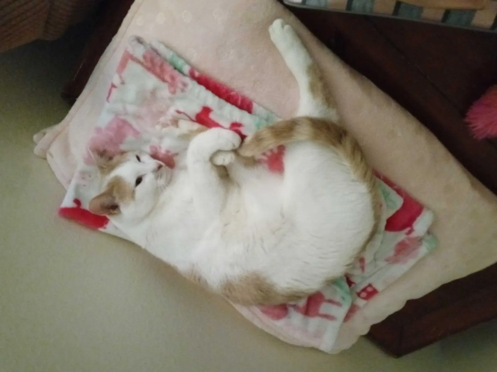 Lost cat in Fort Worth, TX, 76126