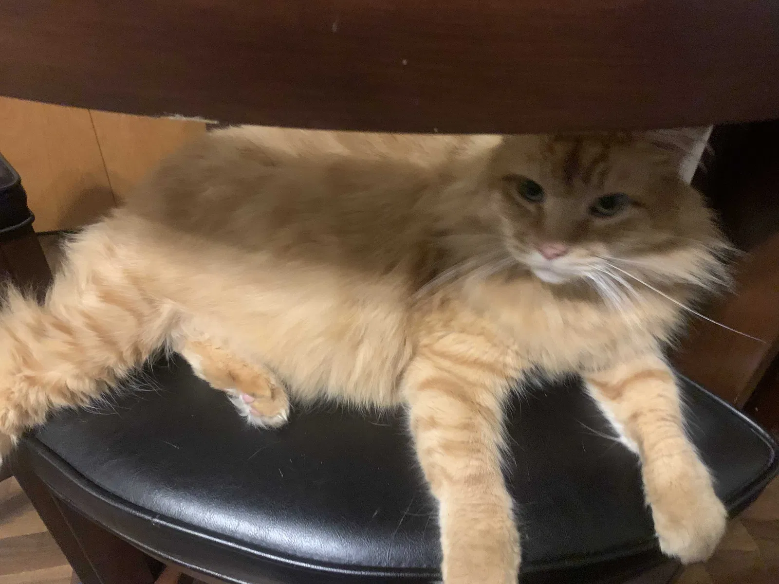 Lost cat in Portland, OR, 97230