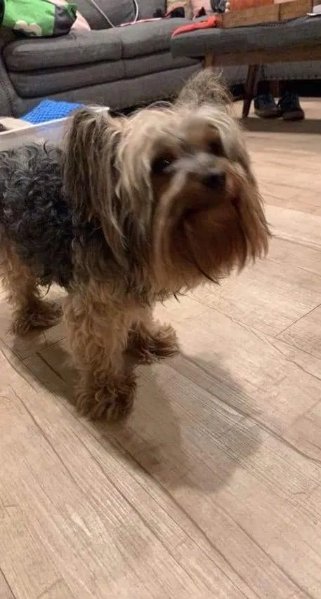 Lost dog in Santa Ana, CA, 92706