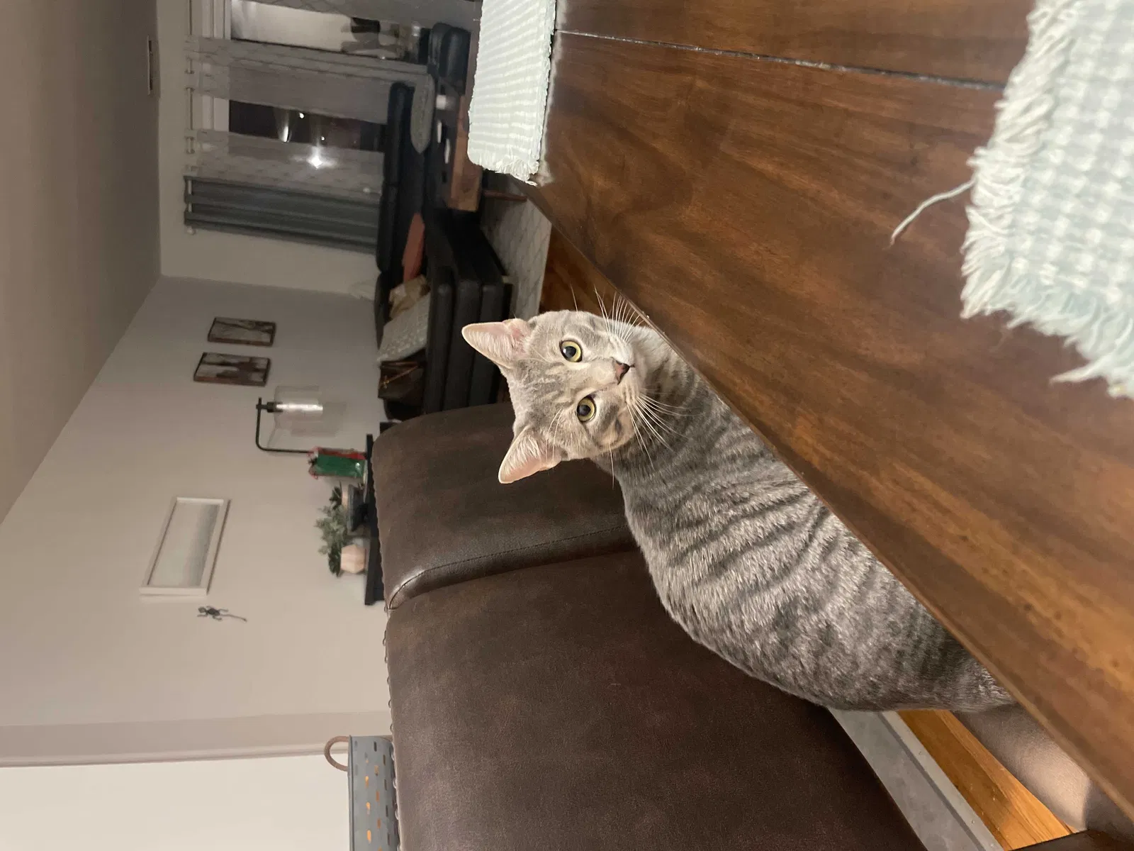 Lost cat in Edison, NJ, 8817