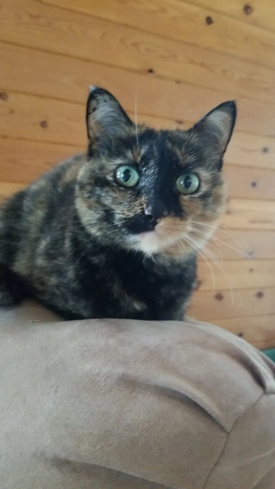 Lost cat in Turtle Lake, WI, 54889