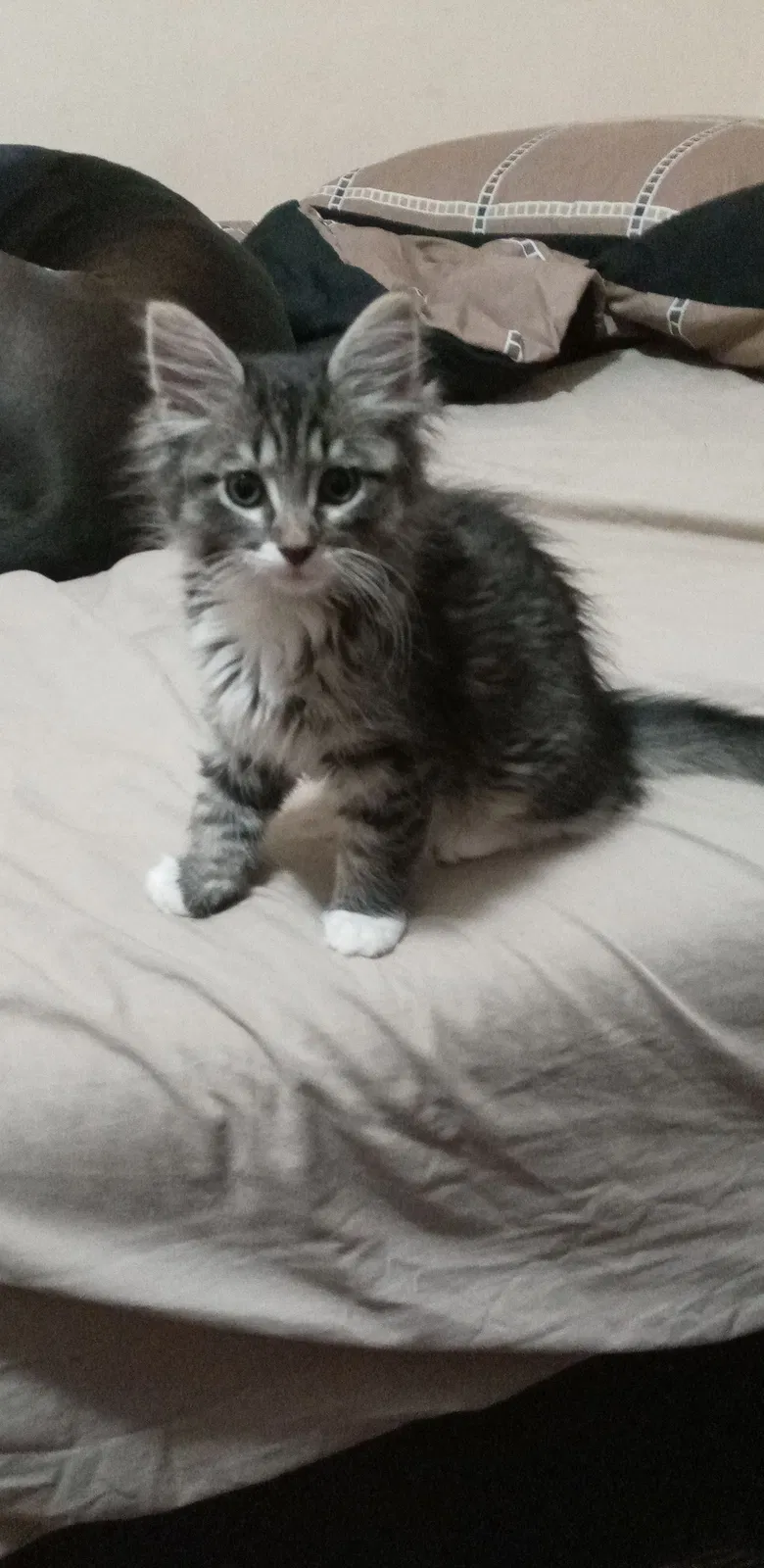 Lost cat in Cicero, IL, 60804