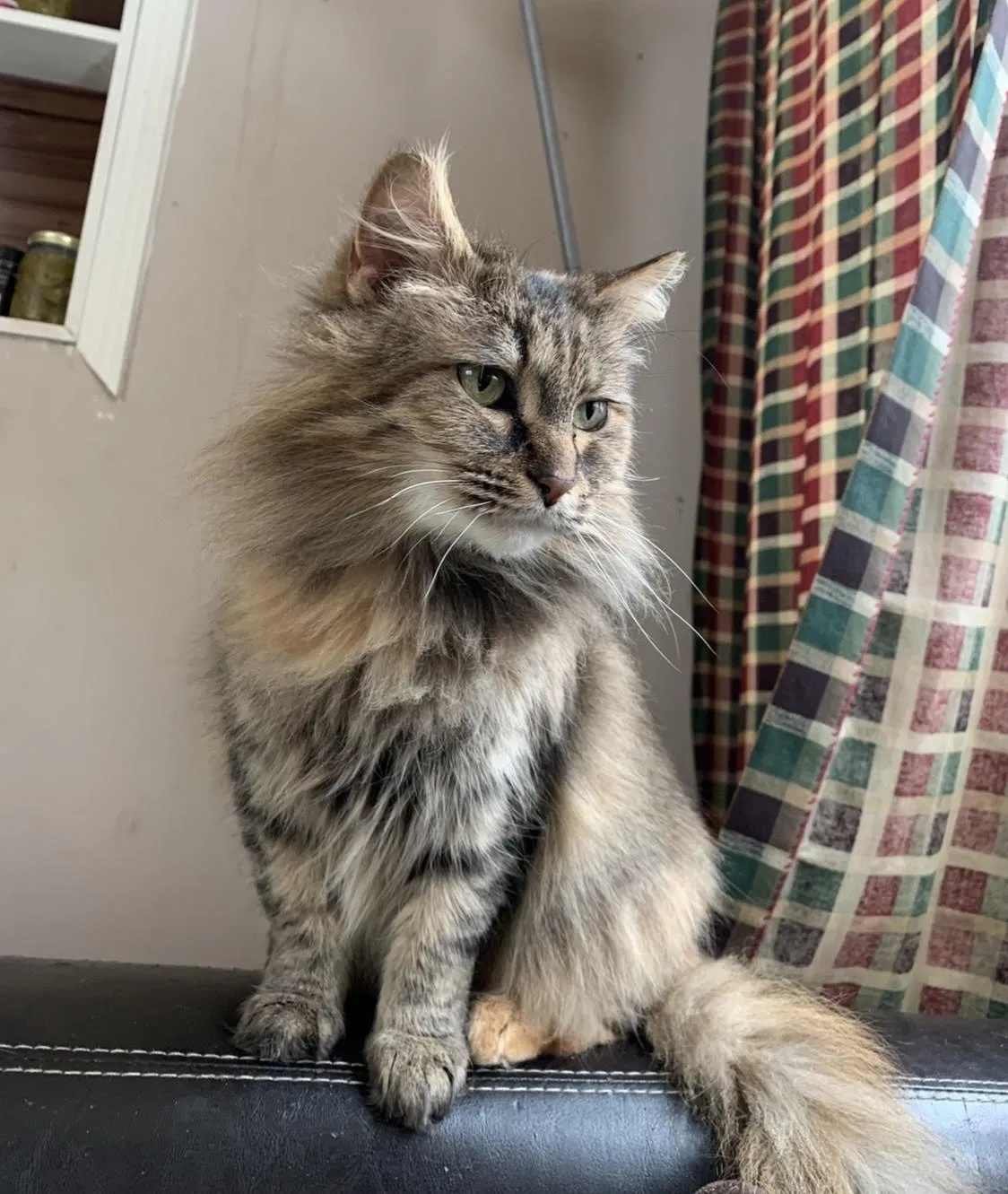 Lost cat in Powder Springs, GA, 30127