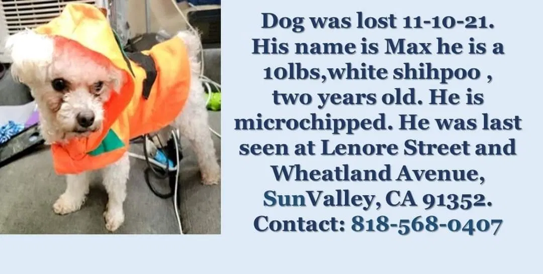 Lost dog in Sun Valley, CA, 91352