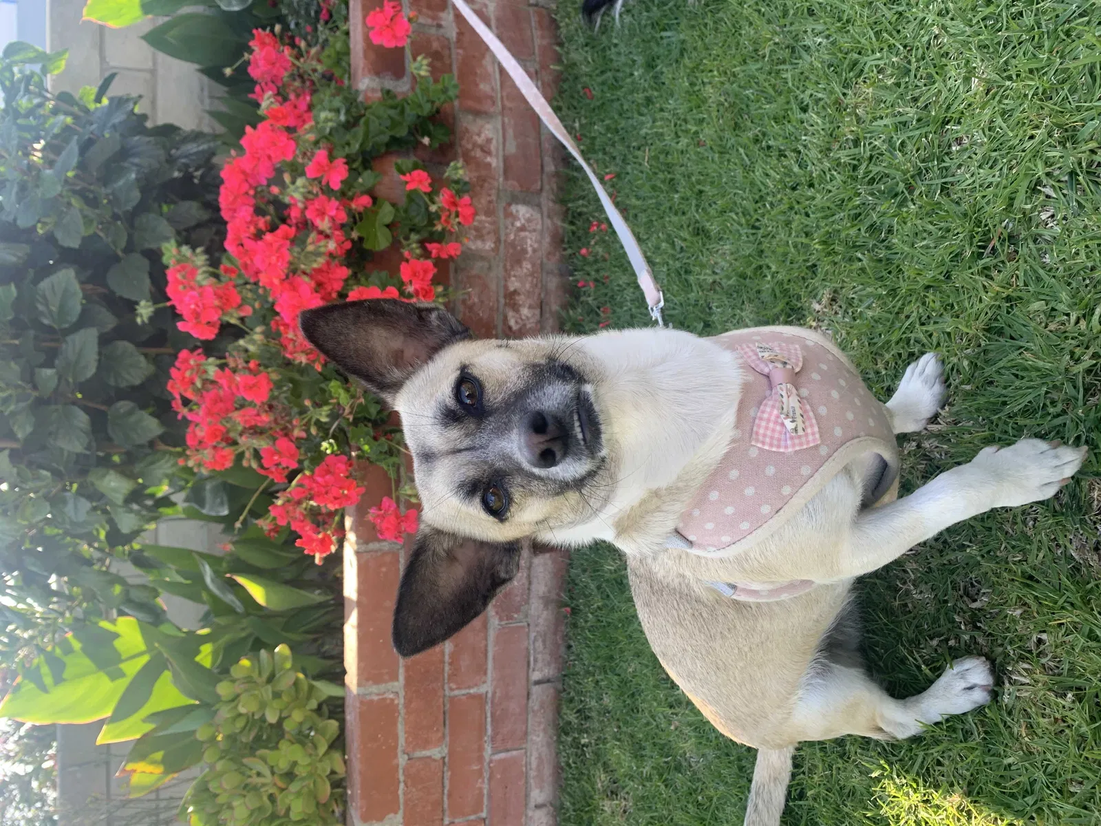 Lost dog in Hawthorne, CA, 90250