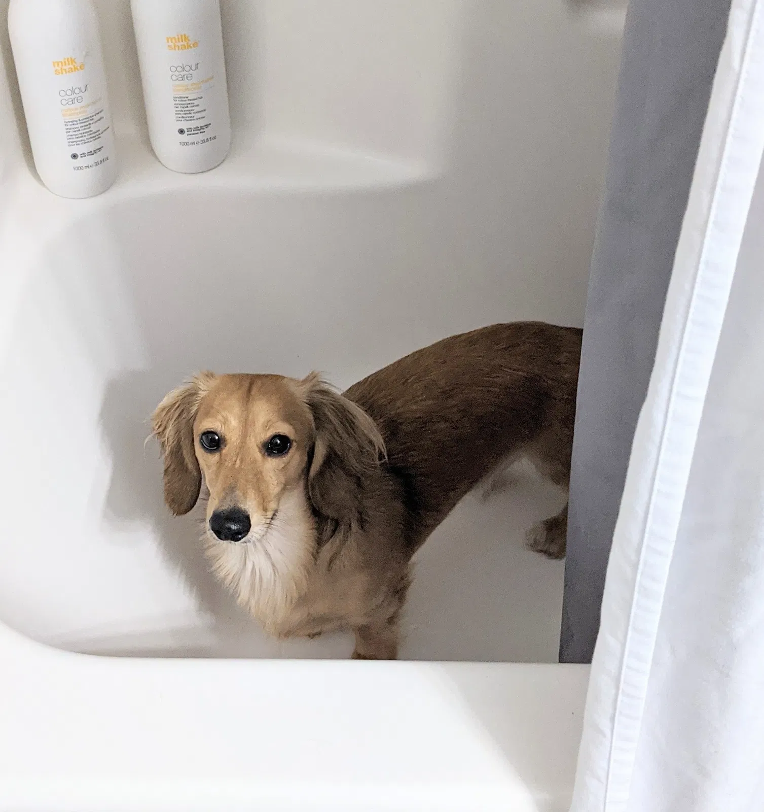 Lost dog in Dalton, GA, 30721