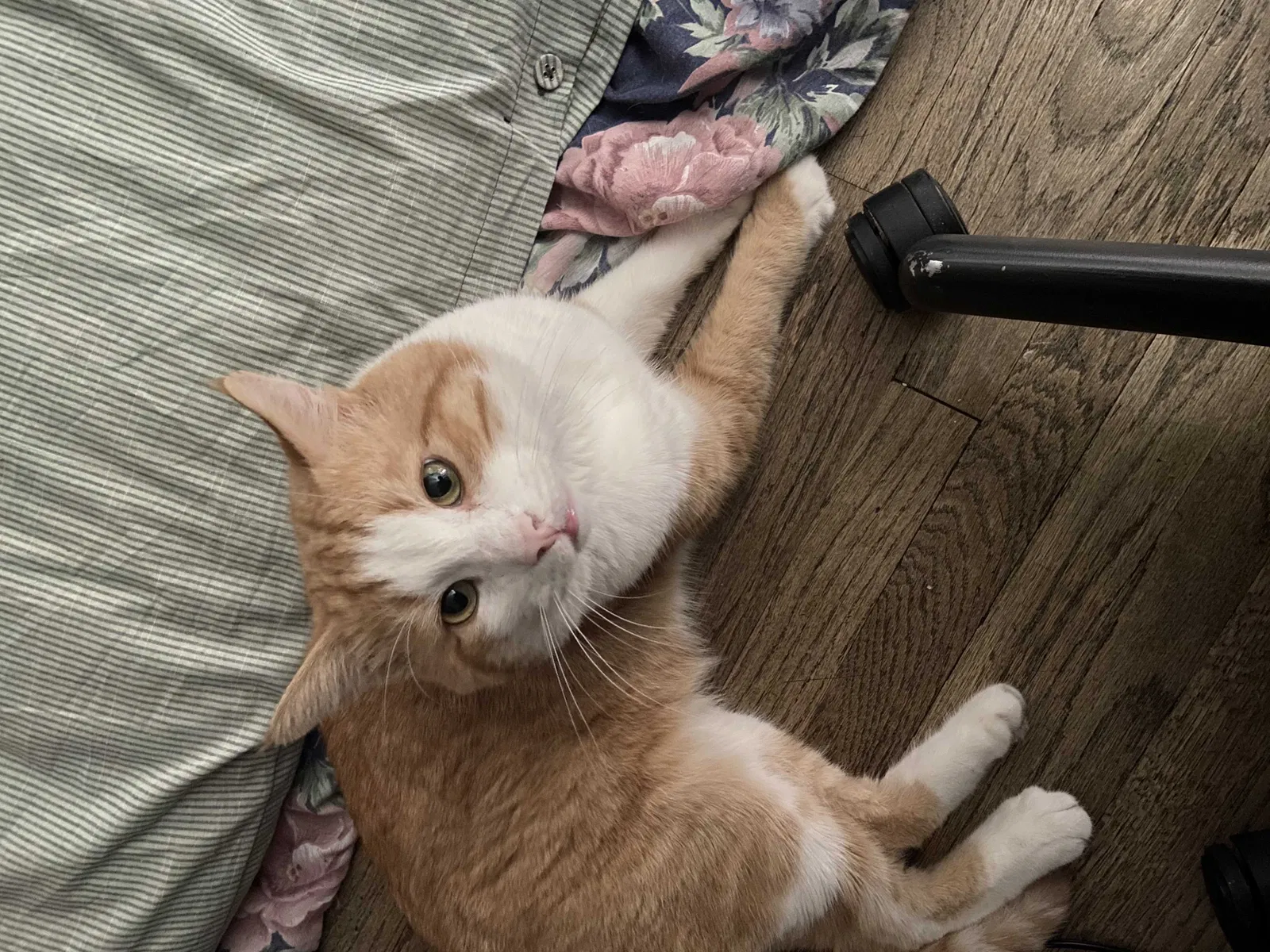 Lost cat in Panorama City, CA, 91402