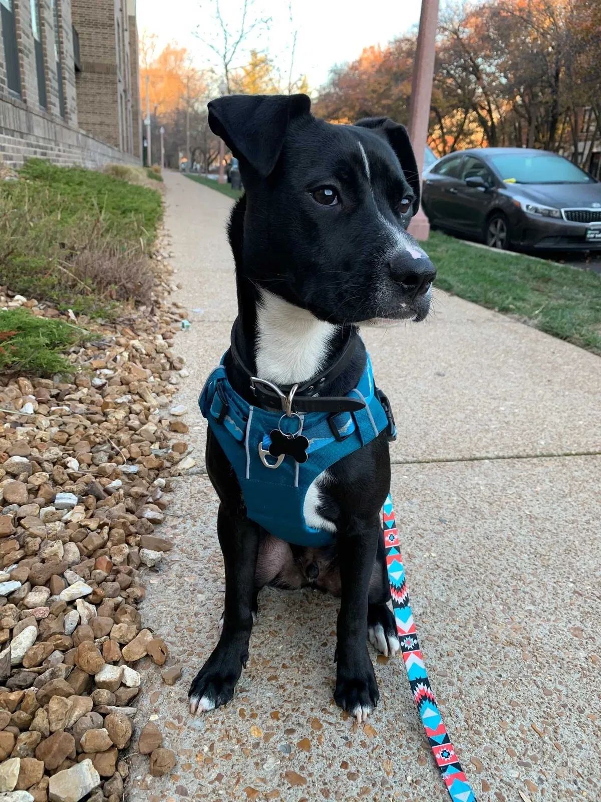 Lost dog in Fort Collins, CO, 80524