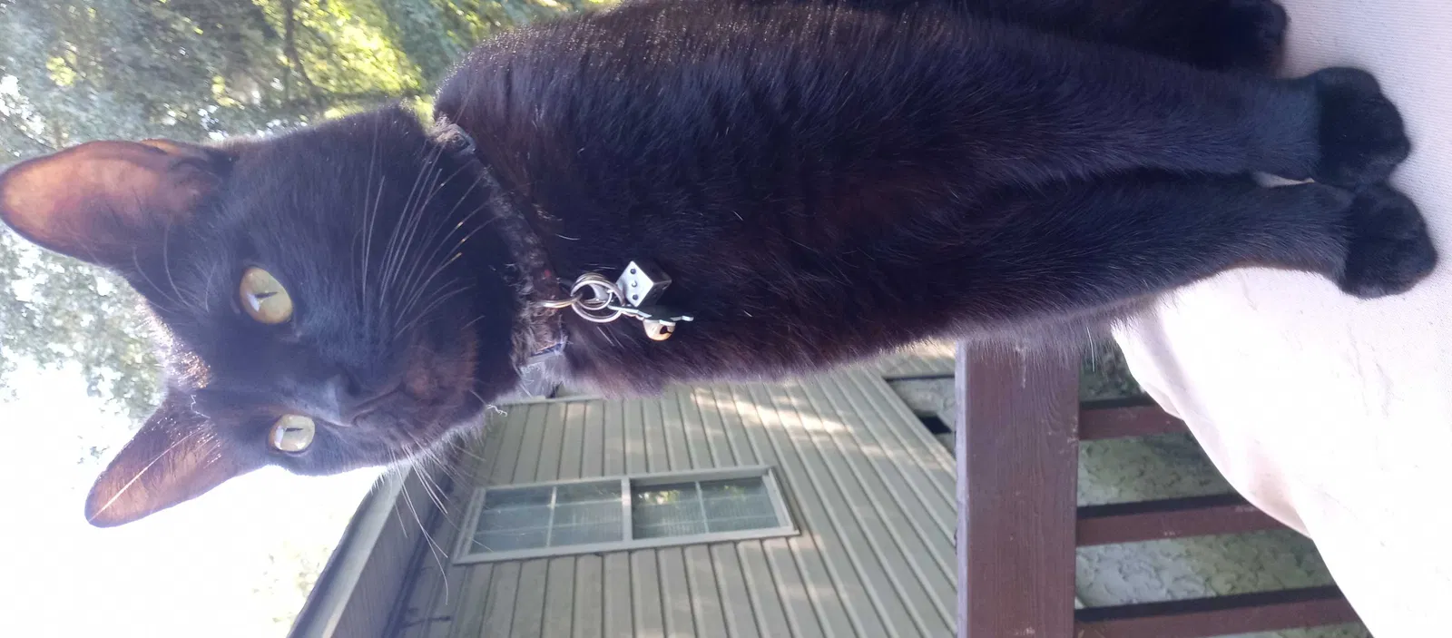 Lost cat in Dalton, GA, 30720