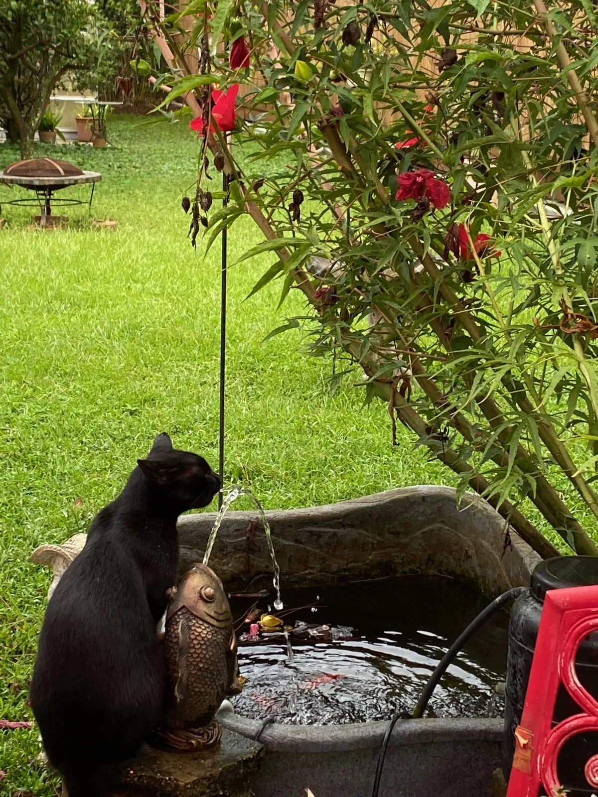 Lost cat in Lafayette, LA, 70506