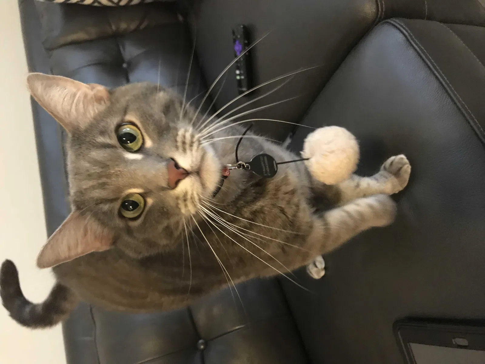 Lost cat in Mckinney, TX, 75071