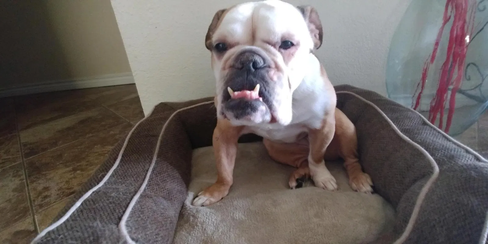 Lost dog in San Antonio, TX, 78227