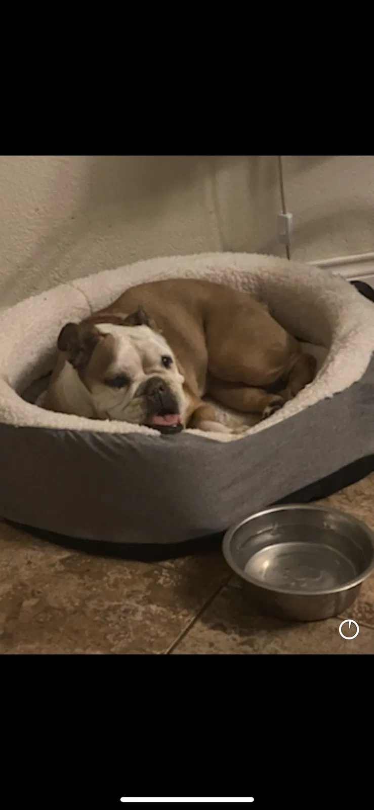 Lost dog in San Antonio, TX, 78227