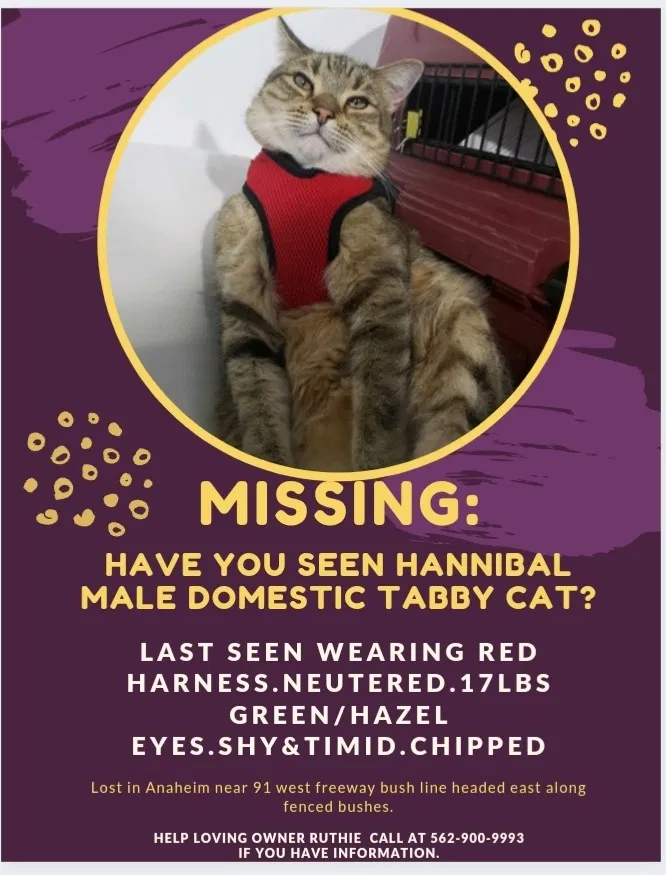 Lost cat in Anaheim, CA, 92806