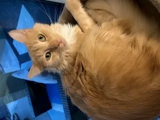 Lost cat in Phoenix, AZ, 85042